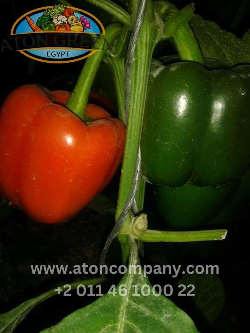 Aton Green Egypt Fresh Fruits & Vegetables